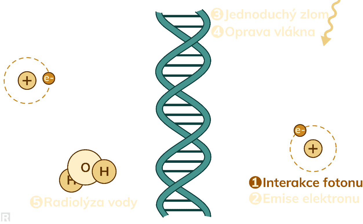 animace poškození DNA